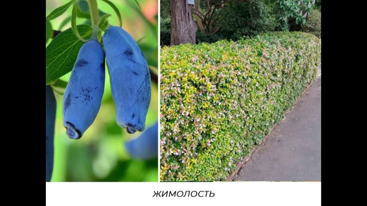 Ягодные кустарники в живой изгороди
