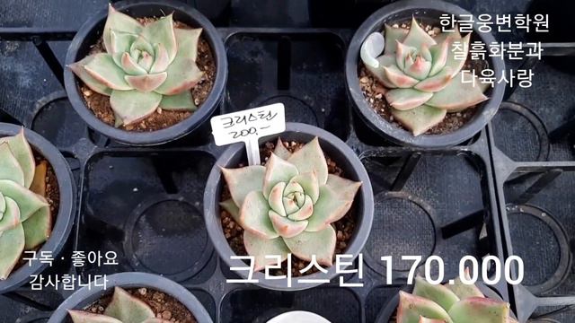 #10윌15목#맥라이징#캔디크러쉬#35종이름가격알아보기#청운다육농원#택배가능 смотреть онлайн