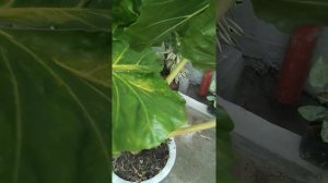 Alocasia gold