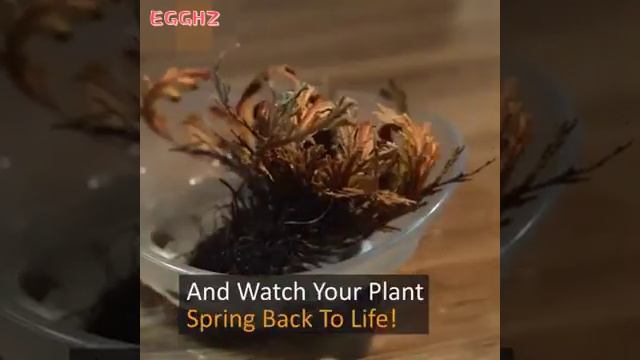 Rose Of Jericho - The Resurrection Plant