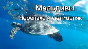 28 серия. Мальдивы. Утро на Fihalhohi. Завтрак. Снорклинг, черепаха и скат-орляк.