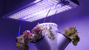 ?ДНаТ LED или ЭСЛ какую лампу выбрать для гроубокса типы для выращивания