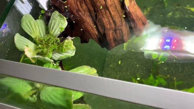 Готовлю аквариум для 800 рыбок смотреть онлайн