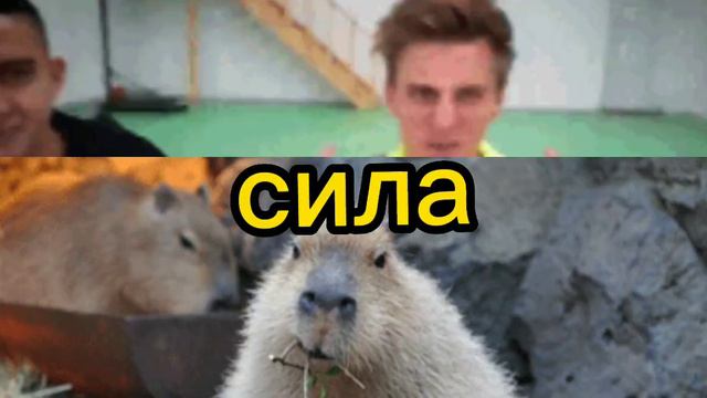 А4 против капибара: если что это просто моё мнение смотреть онлайн