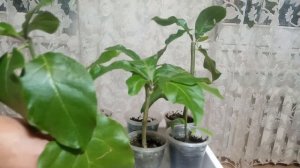 Хуануллоа и Соландра размножение черенками