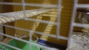 Хомячок пропал. Знакомлю шиншилл. Милка готовит побег.