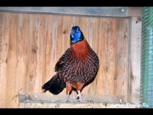 Трагопан Темминка в питомнике ДонЗоо