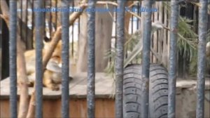 Лисы и песцы 26.04.2021