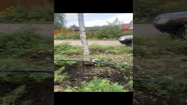 Купили участок у леса