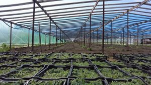 Гибрид Шихирбаз в летний оборот. Биологическая защита корневой.