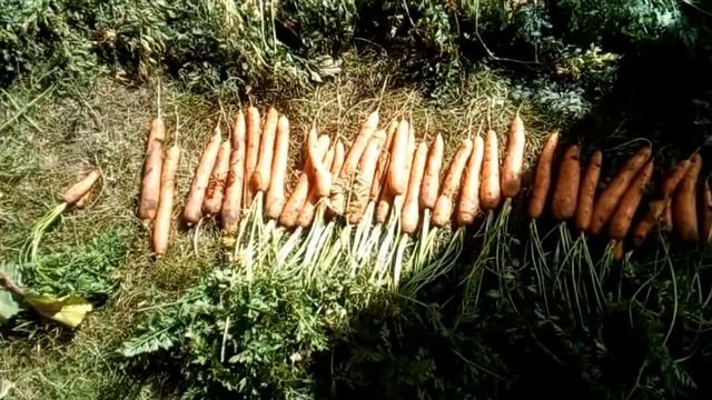 ОГОРОД.  УБИРАЮ МОРКОВЬ И СВЕКЛУ.