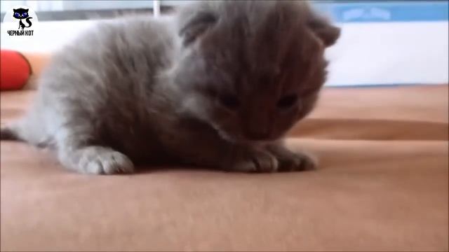 ✔ Шотландская вислоухая кошка -  самая популярная порода кошек в России