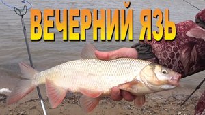 Вечерний ЯЗЬ весна фидер река