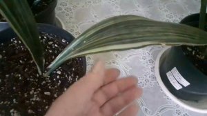 Обзор коллекции сансевиерий. Любовь Скороходова