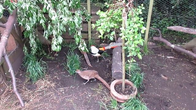 Lady Amherst pheasants смотреть онлайн