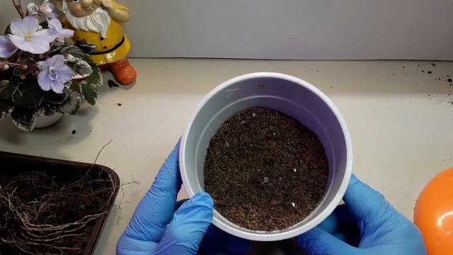16 сентября 2021 г.Саженцы флоксов обзор покупки,сажаю до весны в кашпо