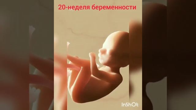 5-месяц беременности развития ребенка