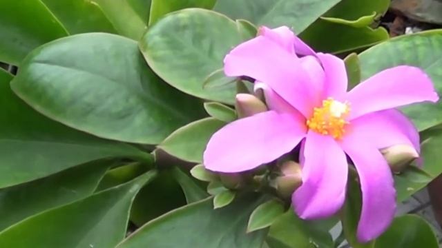 The Plant Traveller: Baby Pereskia grandifolia #cactus смотреть онлайн