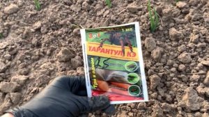 ШОК!!! ЛУКОВАЯ МУХА! Как я БОРЮСЬ с ЧЕРВЯМИ вредителями у себя в ОГОРОДЕ