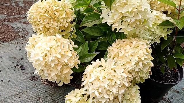 Новинка гортензия Вайтлайт. Обзор гортензии в питомнике СадПолтавы #гортензиявайтлайт#гортензия смотреть онлайн