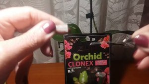 Орхидея вызываем цветение. после обработки почки препаратом*clonex* (цитокининовая паста)