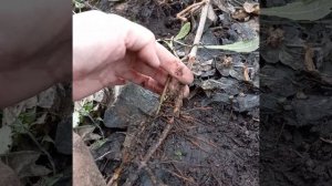 Размножение Калины Бульденеж