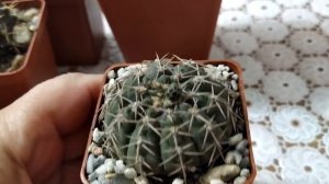 Кактусы...Такие разные Гимнокалициумы(Gymnocalicium).