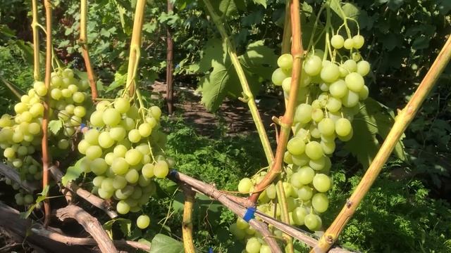 Ранние и ранне-средние сорта винограда.Продажа саженцев винограда.Тел-098 115 04 16 Анатолій смотреть онлайн