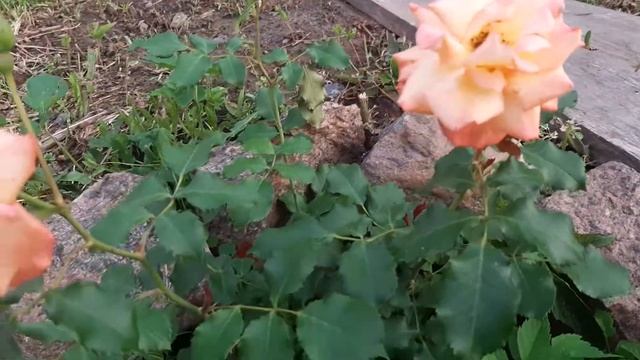 Роза Сахара (Sahara) смотреть онлайн