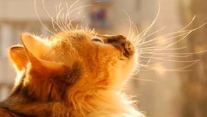Бывают ли рыжие кошки или только коты