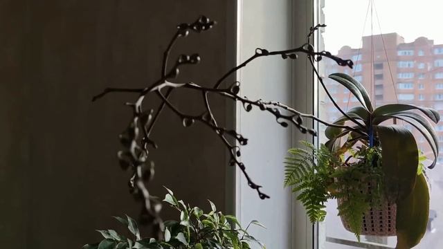 БЕЗ ЭТОГО ОРХИДЕИ ПЫШНО НЕ ЗАЦВЕТУТ!! ПОКАЗАТЕЛЬНЫЙ ЭКСПЕРИМЕНТ ЛЕТНЕГО ЦВЕТЕНИЯ ОРХИДЕИ! НАГЛЯДНО! смотреть онлайн