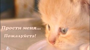 Прости меня, пожалуйста!