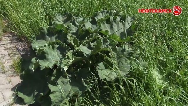 За несвоевременный покос – штраф 10 000-15 000 рублей