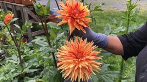 The 2022 Harvesting History Dahlia Collection - Part III - Cactus Dahlias