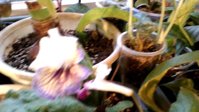 Королвские бегонии - новинки - - стоит ли покупать в декабре? смотреть онлайн