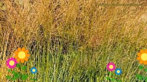 Щучка(Луговик) дернистая Голдшлеер. Краткий обзор, описание deschampsia cespitosa Goldschleier