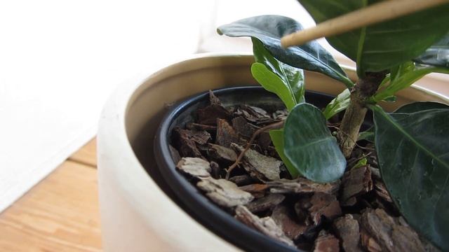 Как заставить гардению цвести чаще смотреть онлайн