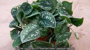 Сциндапсус золотистый — уход в домашних условиях