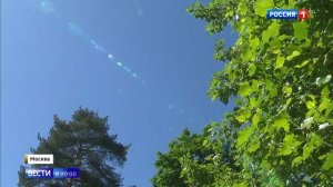 Тополиный пух: почему он появляется?