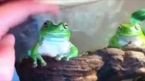 ЛЯГУШКА МЕМ В 1080p