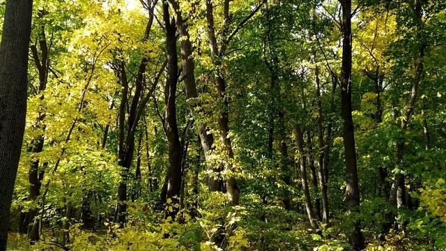 4 октября-народный праздник КОНДРАТЬЕВ ДЕНЬ.Что нужно сделать...Как разбогатеть Народные приметы смотреть онлайн