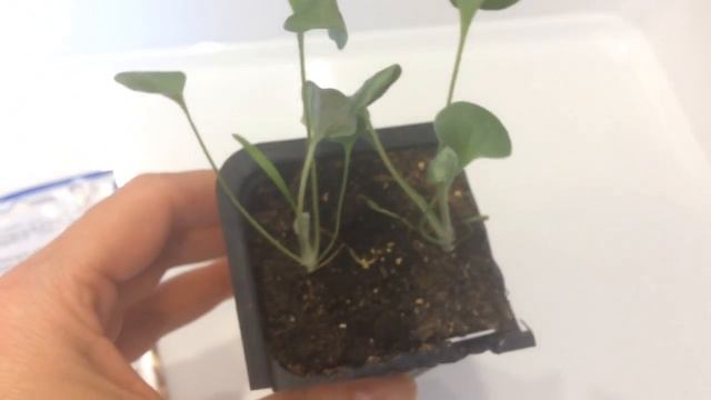 Дихондра 26.02.18 Рассада дихондры смотреть онлайн