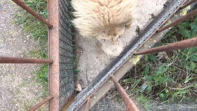 Утро в ТАЙГАНЕ, львы в ожидании кормления смотреть онлайн