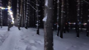 вечерняя прогулка в соснах
