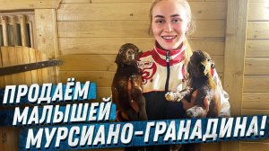 Окот ИСПАНСКИХ КОЗ Мурсия Гранада. Окот от начала до конца | Молодая Ферма