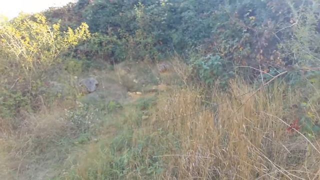 Дуб(Черешчатый)проверка посадок через пол года.АР Крым г. Севастополь 2020г. смотреть онлайн