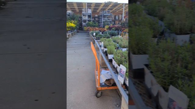 Plant Shopping at Home Depot