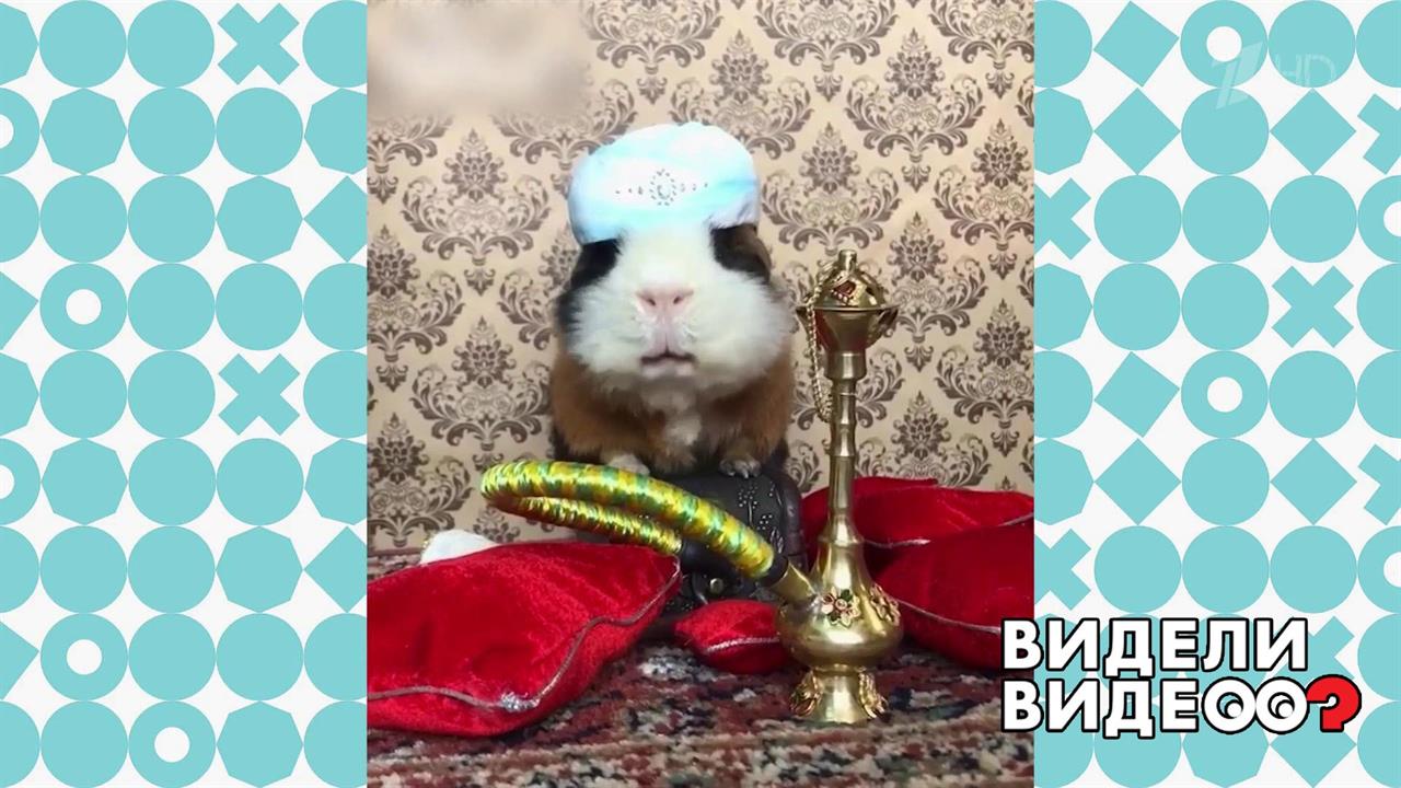 Артистичные морские свинки. Видели видео? Фрагмент выпуска от 08.01.2020