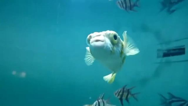 Повелители Экватора от #sbabam из пластилина + интересные факты о них. смотреть онлайн