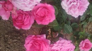 Английская роза 🌹 Зе Эншент Маринер